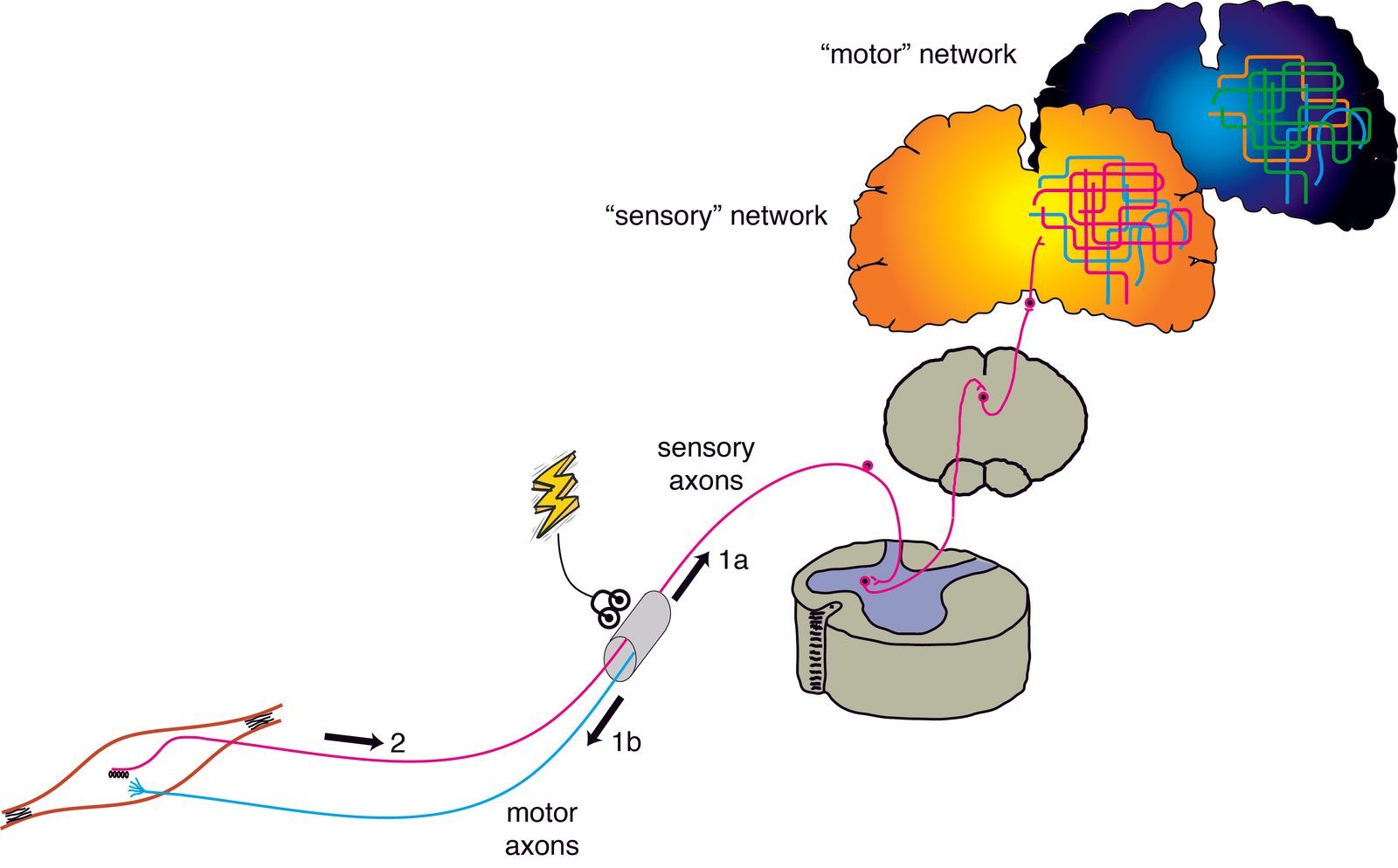 Your Brain Literally Grows New Tissue (Image Credits: Wikimedia)