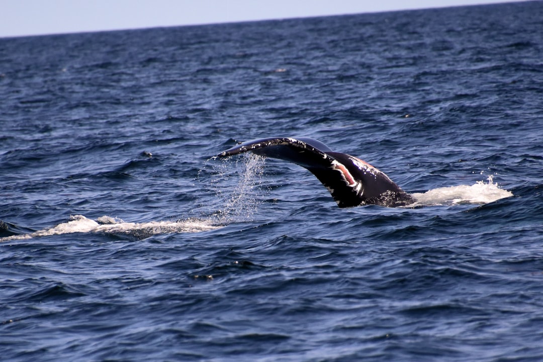 Relentless Hunters: Jaguar and Orca in Focus (Image Credits: Unsplash)