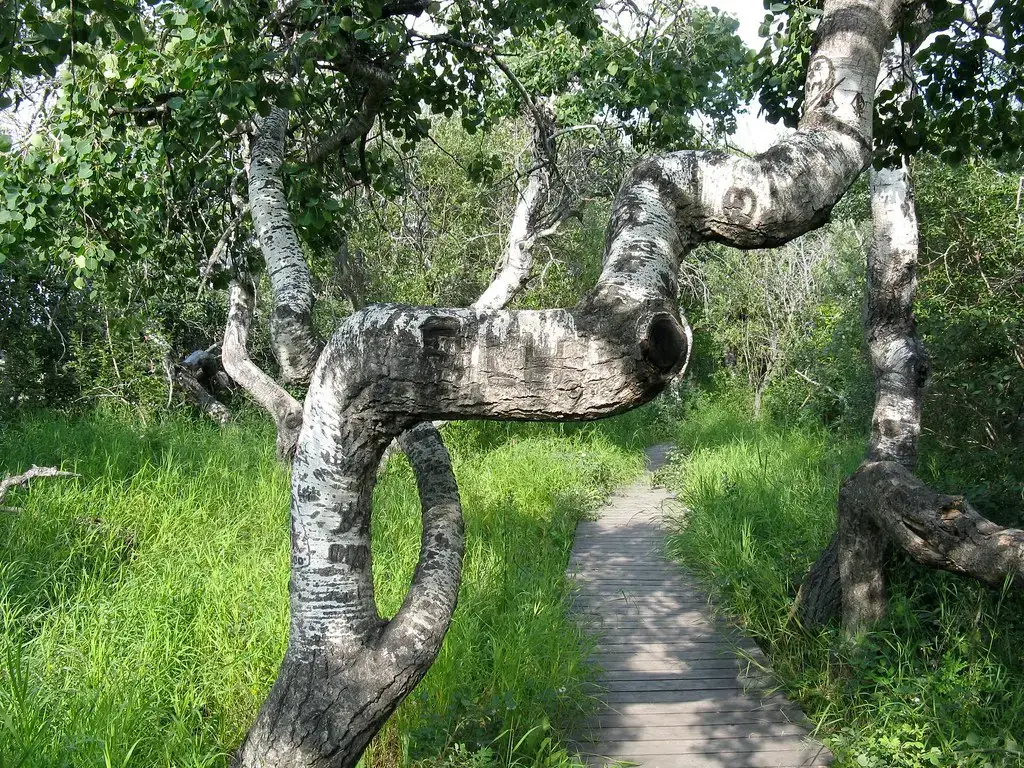 Human Intervention: Timber Tricks and Historical Mysteries (Scott Woods-Fehr, Flickr, CC BY 2.0)