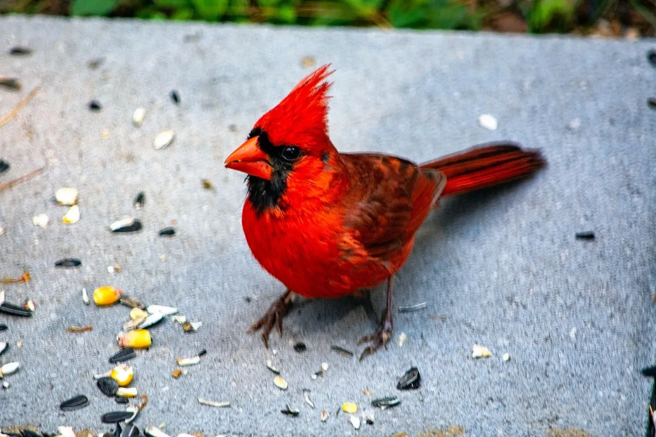 1. Northern Cardinal – The Bright Red Alarm System (Image Credits: Pixabay)