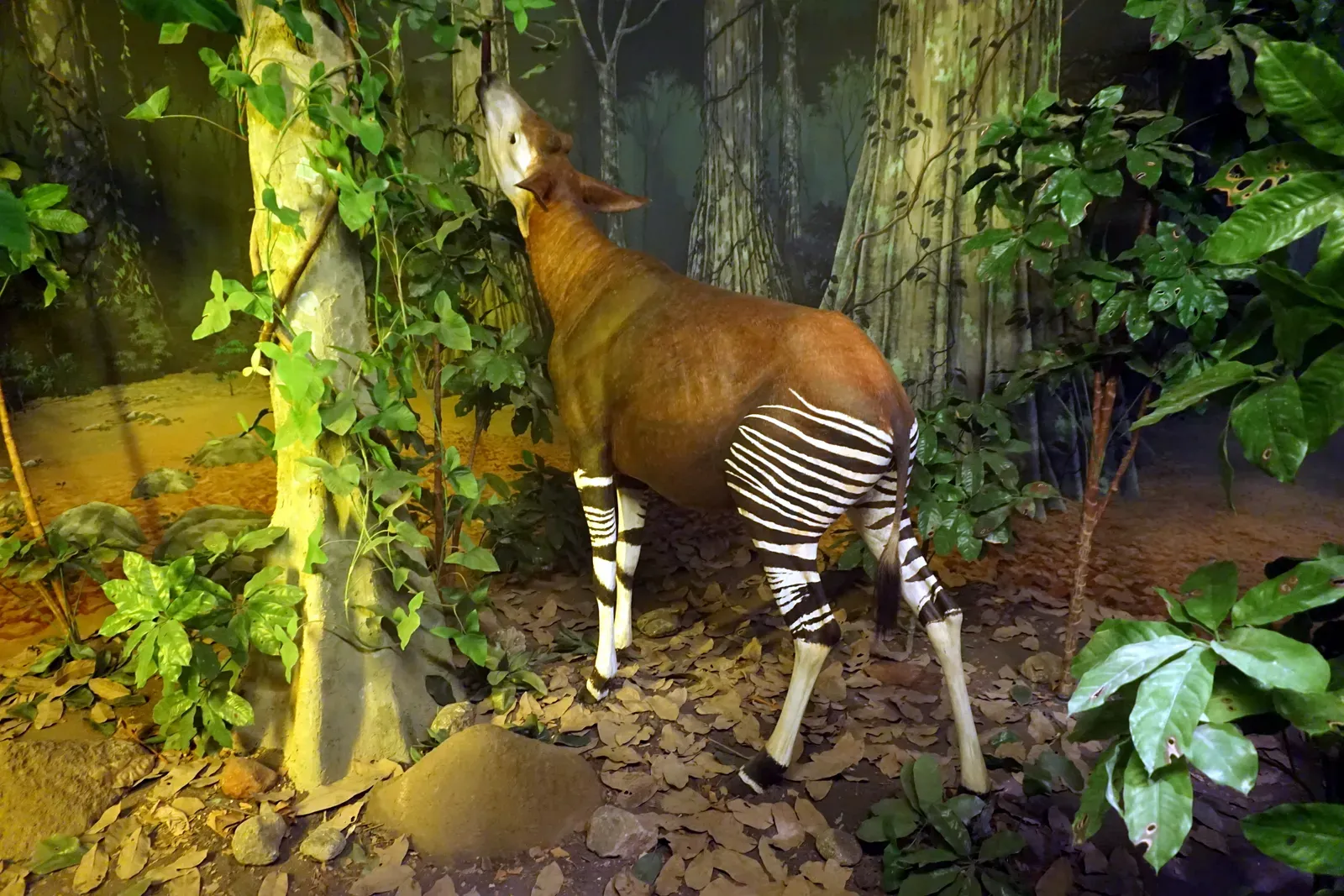 They're Found in Only One Place on Earth (Image Credits: Wikimedia)