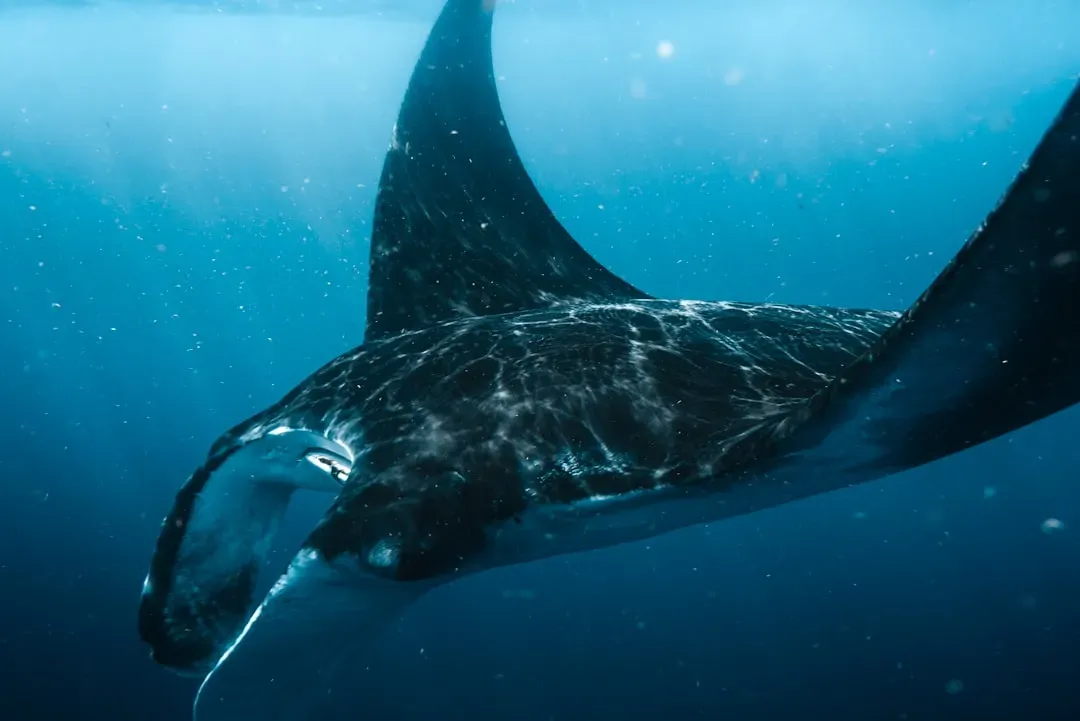 Libra – The Manta Ray (Image Credits: Unsplash)