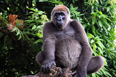 Cross River Gorilla: Africa's Rarest Great Ape (Image Credits: Wikimedia)