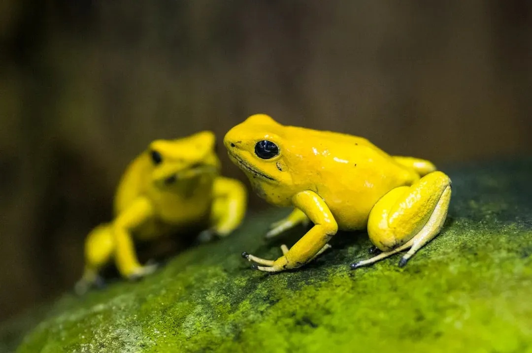9. Golden Poison Frog – Tiny Sentinel of Tropical Streams (Image Credits: Unsplash)