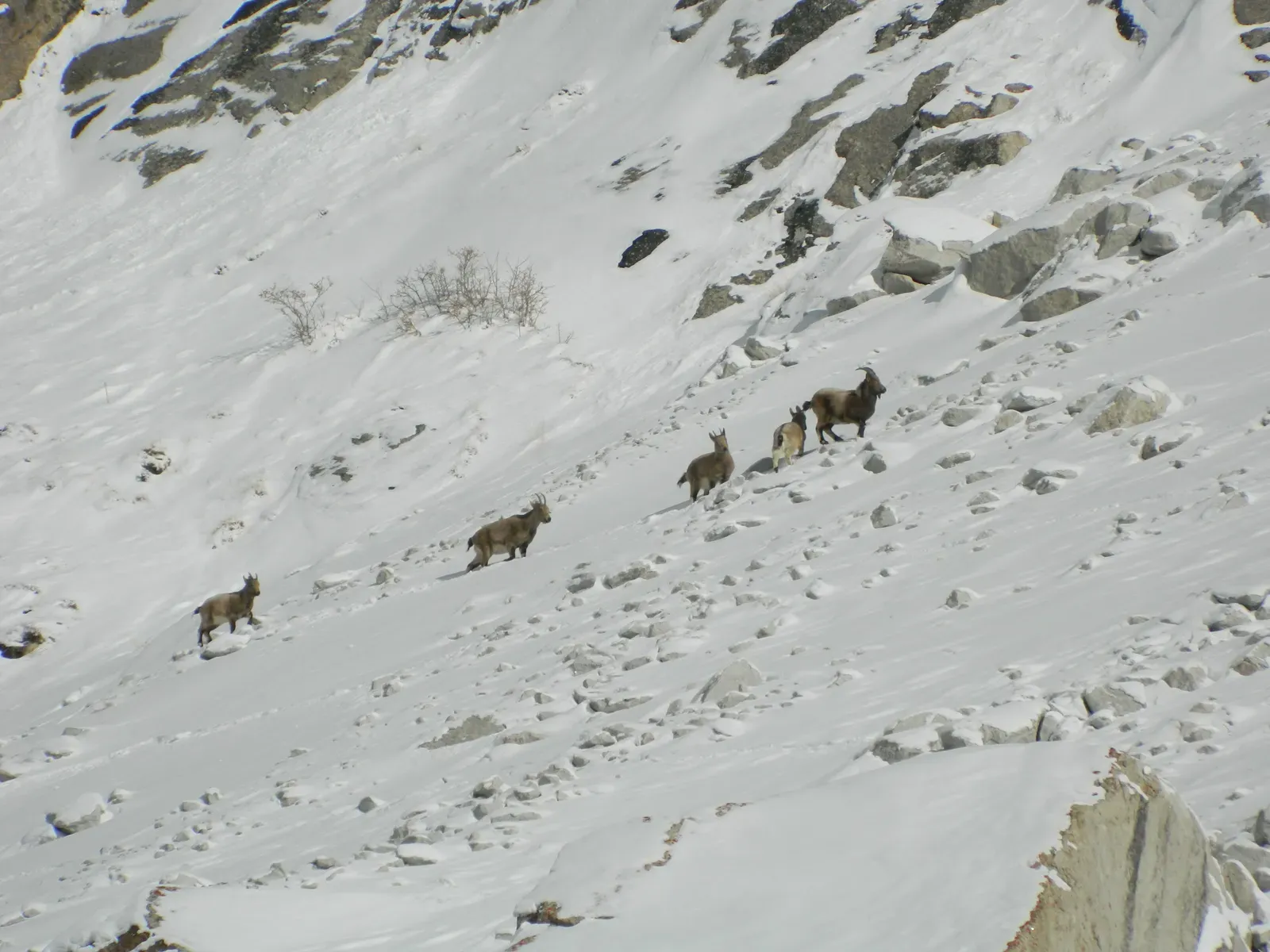 Prey Are Following New Migration Routes (Image Credits: Wikimedia)