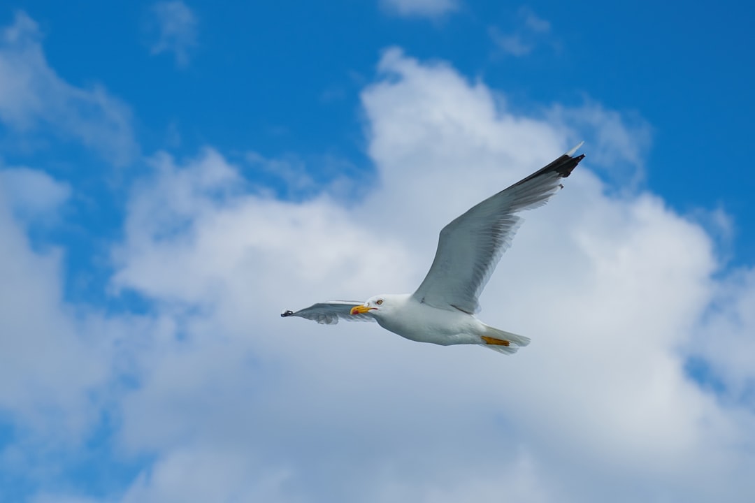 Pisces: The Spiritual Seagull (Image Credits: Unsplash)