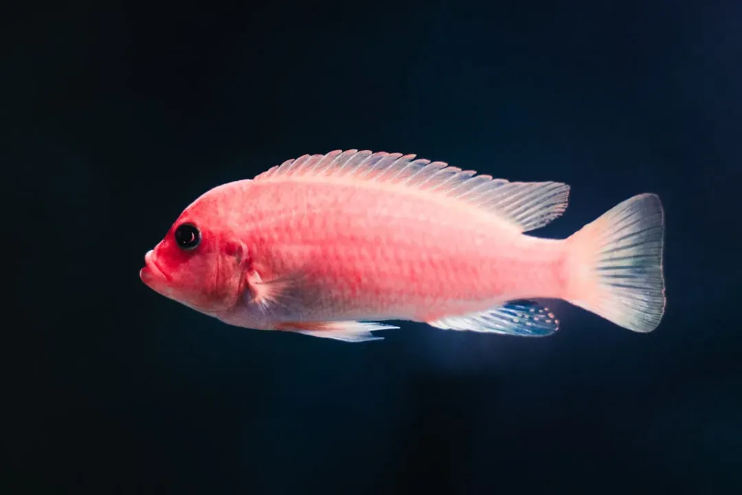 Inside a Fish’s Head: Brains, Nerves, and the Machinery of Feeling (Image Credits: Unsplash)
