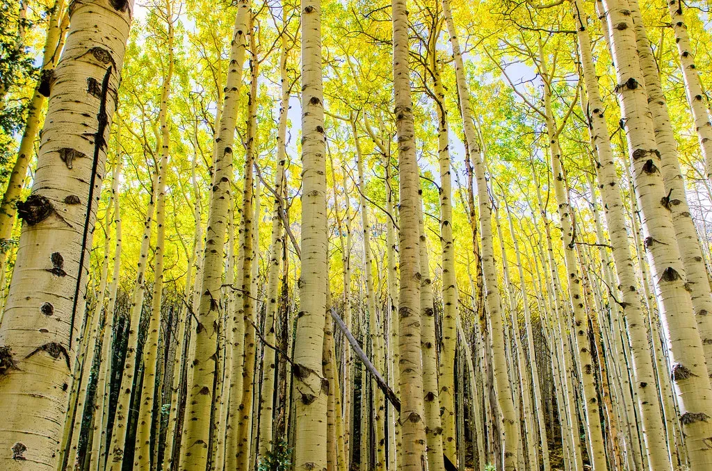 An Organism Older Than Empires: Meet the Ancient Clonal Giants (Image Credits: Flickr)