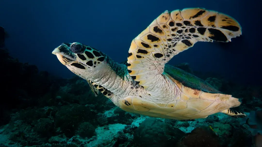 8. Hawksbill Sea Turtle – Guardian of Coral Reefs (Image Credits: Unsplash)
