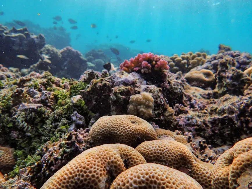 How To Think About Florida’s Reefs From Here (Image Credits: Pexels)