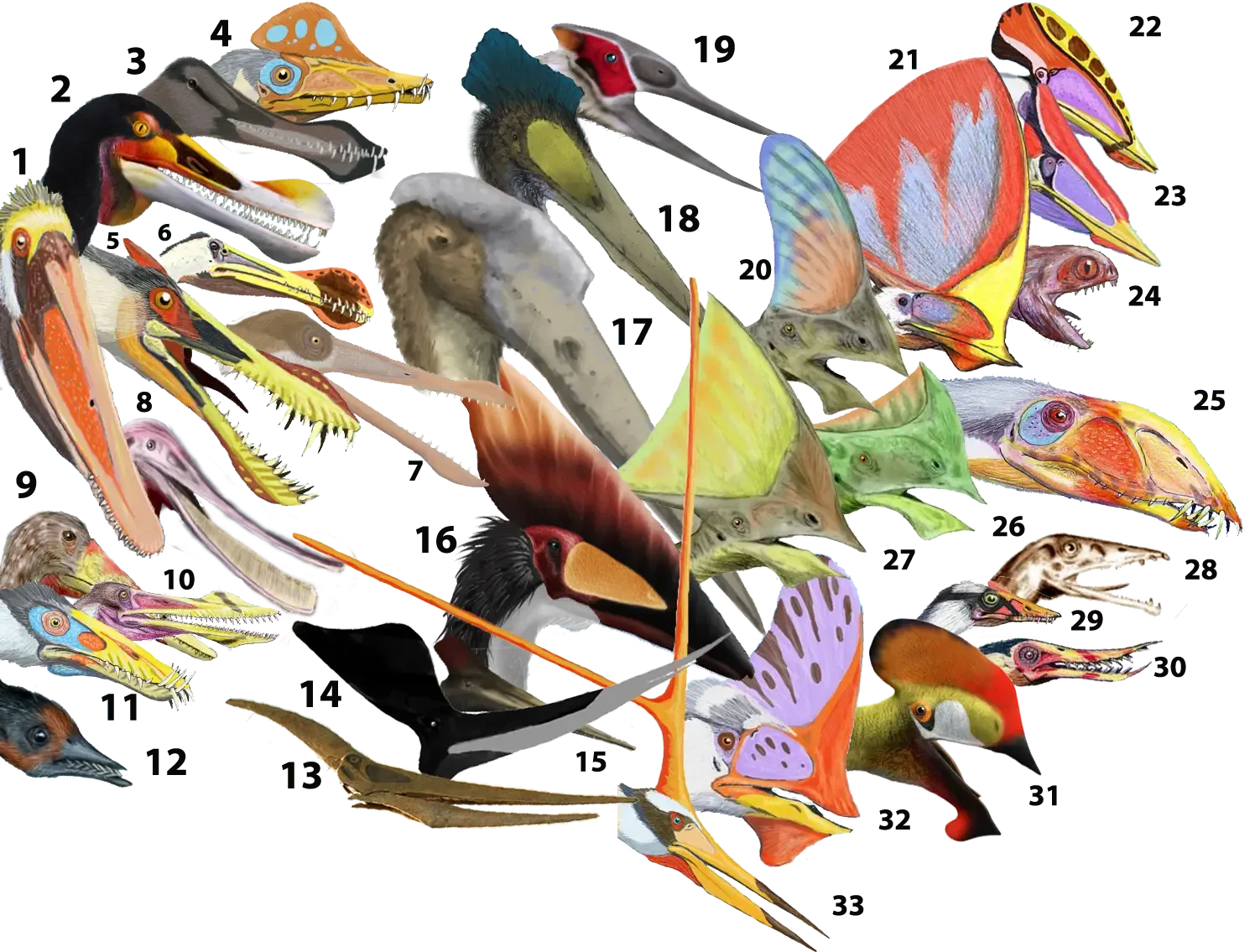 Crests, Colors, And Sexual Dimorphism Hint At Dramatic Social Lives (1
3
4
5
6
7
8
9
10
11
12
13
14
15
16
17
18
19
20, 26, 27
21
22, 23
24
25
28
29
30
31
32
33, CC BY-SA 3.0)