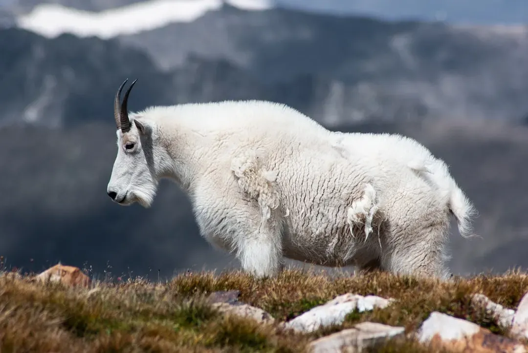 Capricorn: The Mountain Goat Climbing Out of Reach (Image Credits: Unsplash)