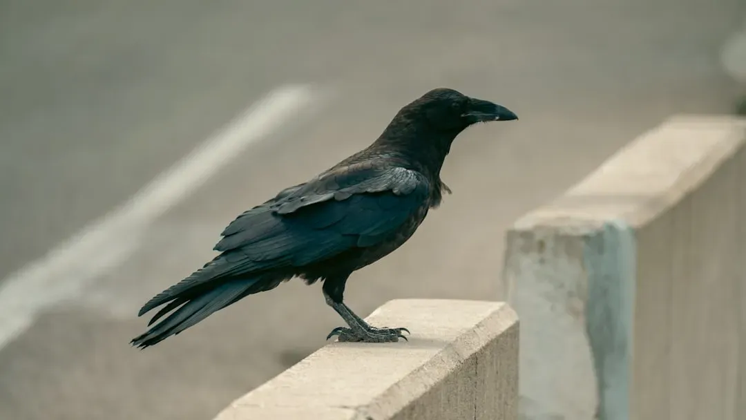 1. Crows That Remember Faces And Hold Grudges (Image Credits: Unsplash)