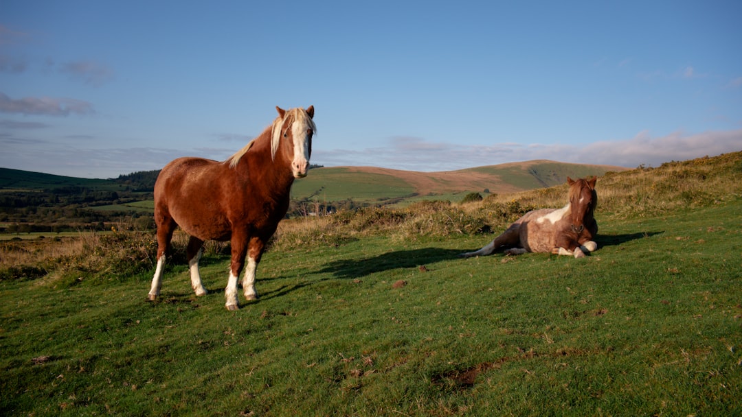 Wild Ponies On The Trail Came From A 1600s Island Mystery (Image Credits: Unsplash)