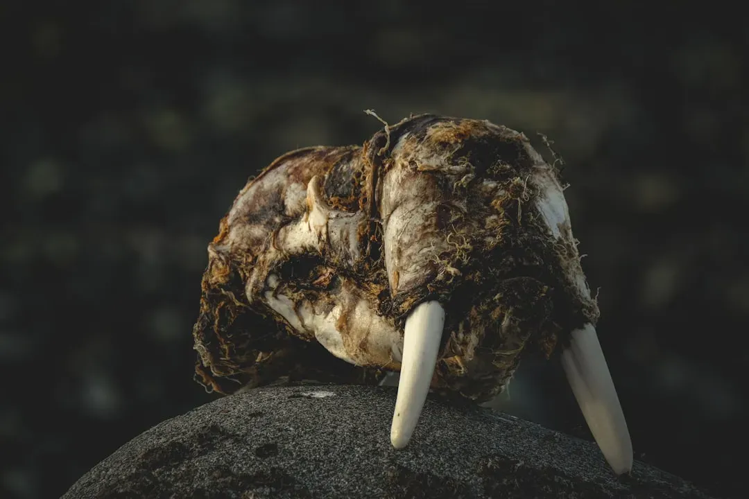 #4 - Walrus Skulls Found 4,000 Kilometers From the Nearest Walrus (Image Credits: Unsplash)