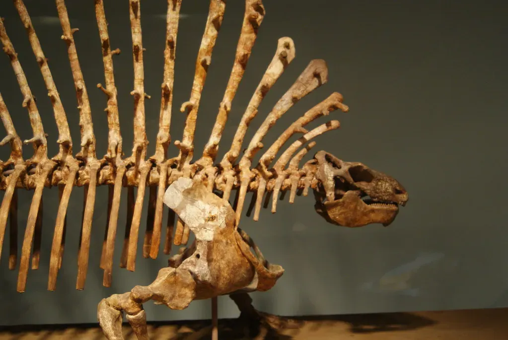 #7 - A Neural Spine Mistaken For A Brand-New Giant (Dallas Krentzel, Flickr, CC BY 2.0)