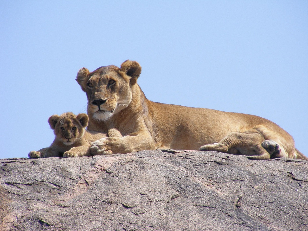 Cancer: The Protective Lioness (Image Credits: Pixabay)