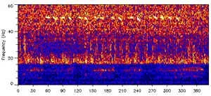 #5 - The Whale Whose Voice No Other Whale Can Understand (By NOAA, Public domain)