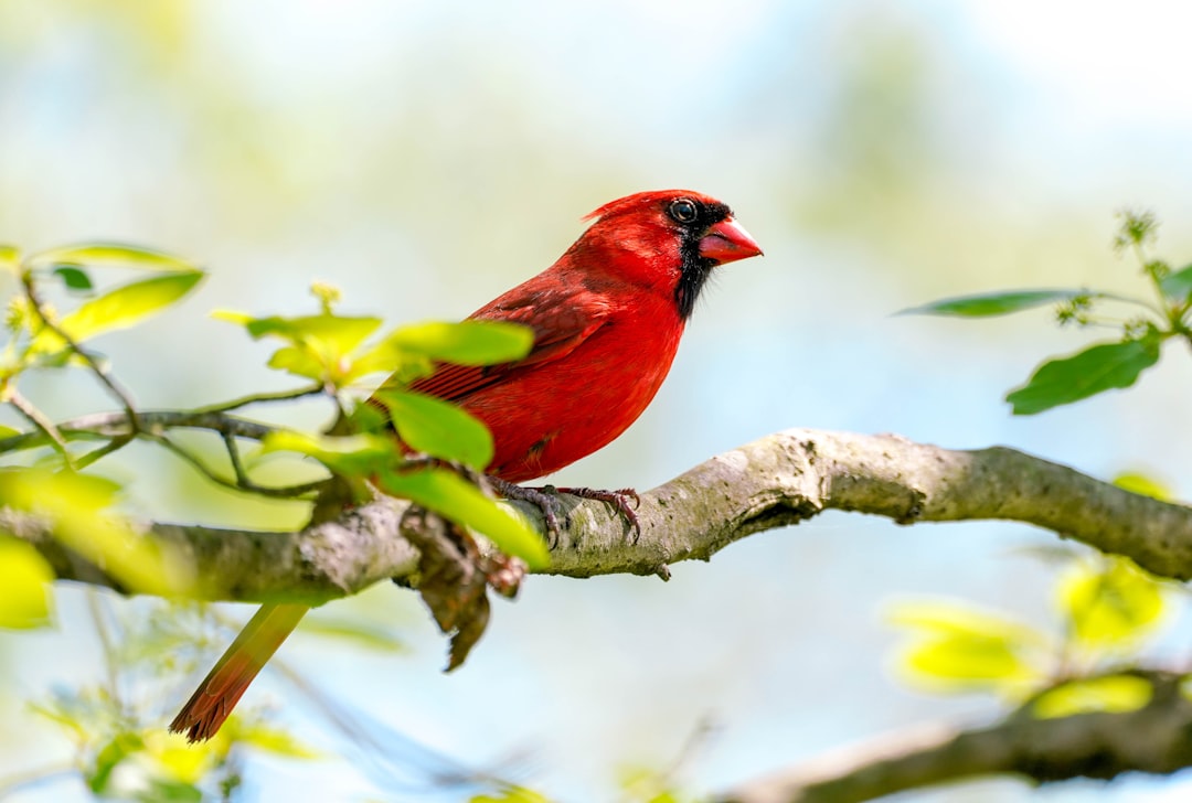 The Sacred Cardinal: Fire's Vibrant Messenger (Image Credits: Unsplash)