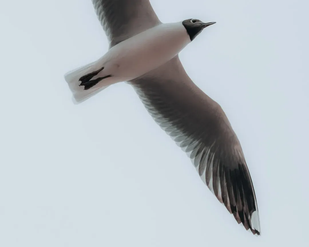 Arctic Terns: Pole‑to‑Pole Pilots on an Endless Summer Loop (Image Credits: Unsplash)