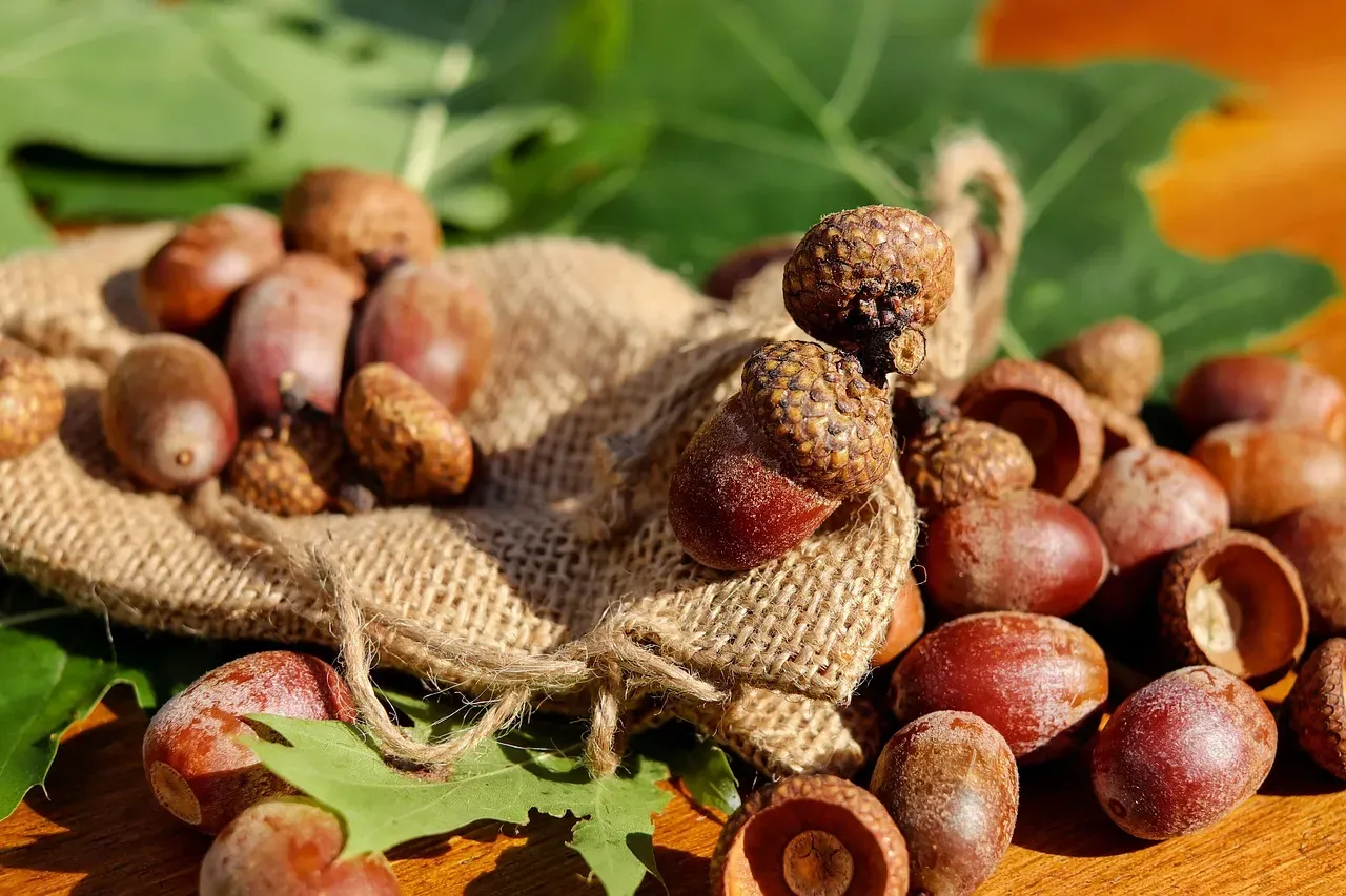 Why So Many Cached Acorns Turn into Oak Seedlings (Image Credits: Pixabay)