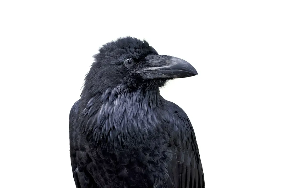 Crows, Rooks, and Ravens: Tools, Trickery, and Mental Time Travel (Image Credits: Unsplash)