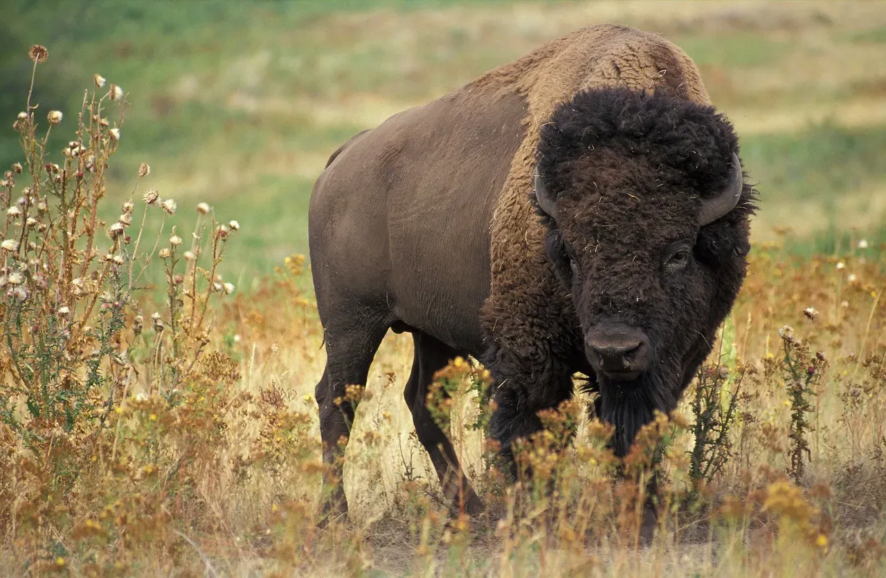 Taurus – The Stubborn Bison Standing Its Ground (Image Credits: Pixabay)