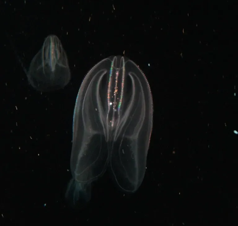 18. Fragile Gelatinous Colonies That Disintegrate Before You Can Name Them (Image Credits: Flickr)