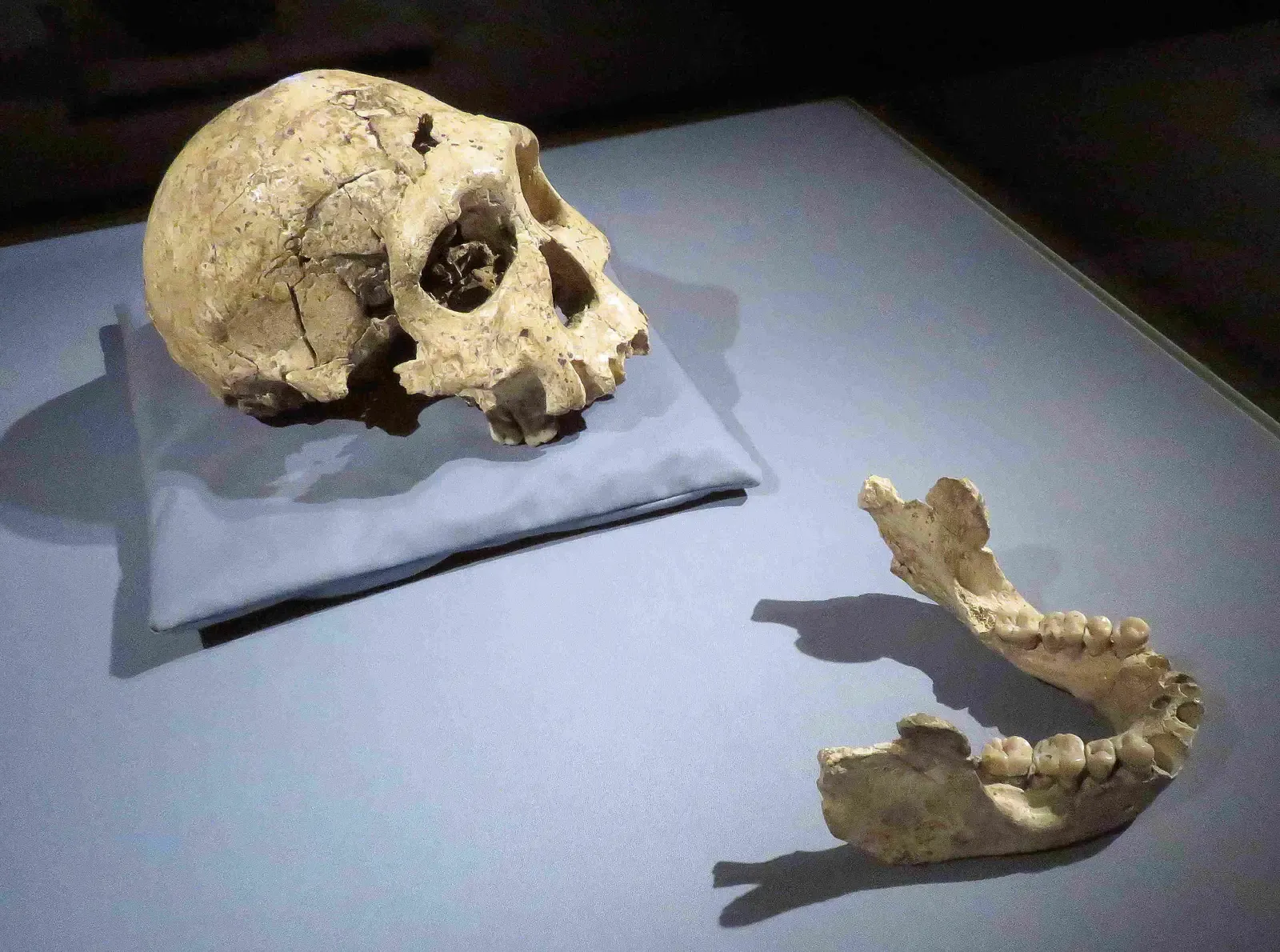 #7 - The Skulls in Georgia That Moved "Out of Africa" Back in Time (By Gerbil, CC BY 3.0)