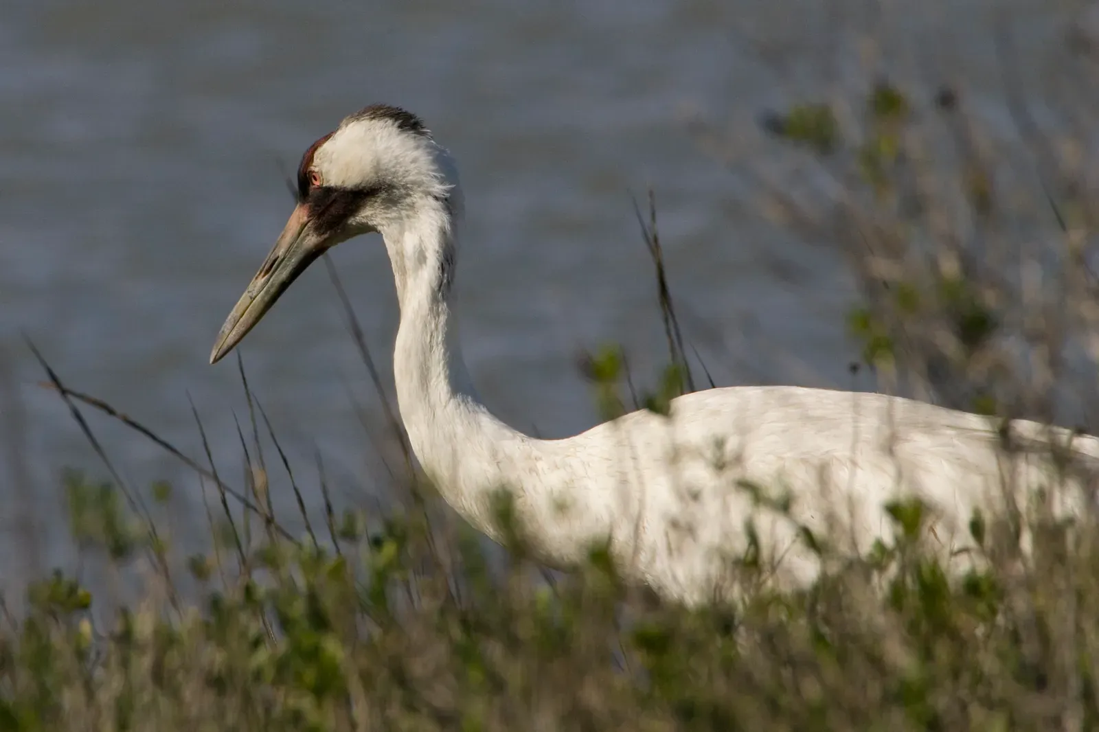 Whooping Crane: A Walking Reminder of How Close We Came (This image originates from the National Digital Library of the United States Fish and Wildlife Service at this page
This tag does not indicate the copyright status of the attached work. A normal copyright tag is still required. See Commons:Licensing.See Category:Images from the United States Fish and Wildlife Service., Public domain)