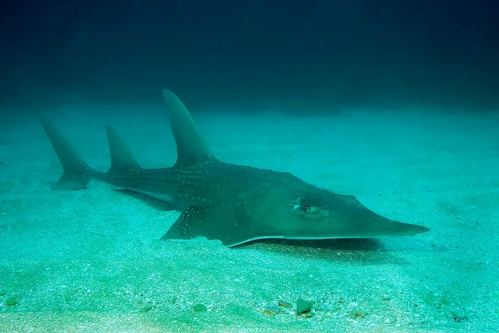 #17 - The Shark-Ray Hybrid Nobody Knew Existed (SFU - Communications & Marketing, Flickr, CC BY 2.0)