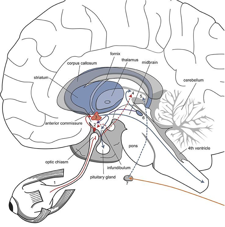 Biological Clocks: How Your Body Tells Time Without a Watch (Image Credits: Wikimedia)
