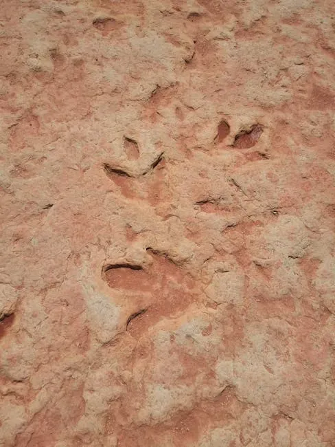 Life Leaves Its Mark: Fossils, Footprints, and Tiny Clues (Image Credits: Pexels)