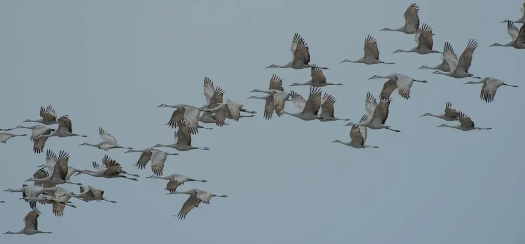 Built-In Clocks and Compasses: The Science Inside Migrating Bodies (Image Credits: Unsplash)