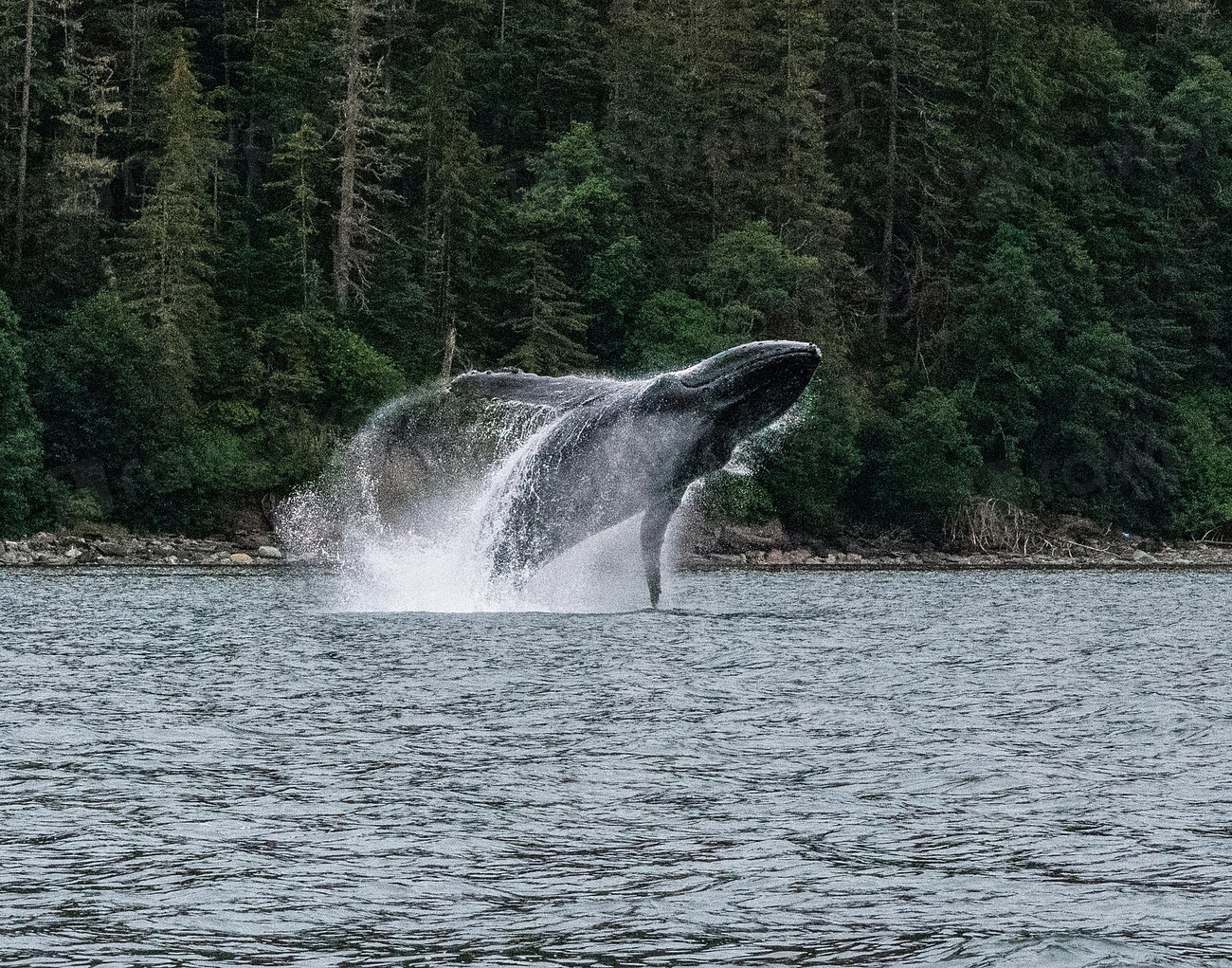 Humpback Whale (Image Credits: Rawpixel)