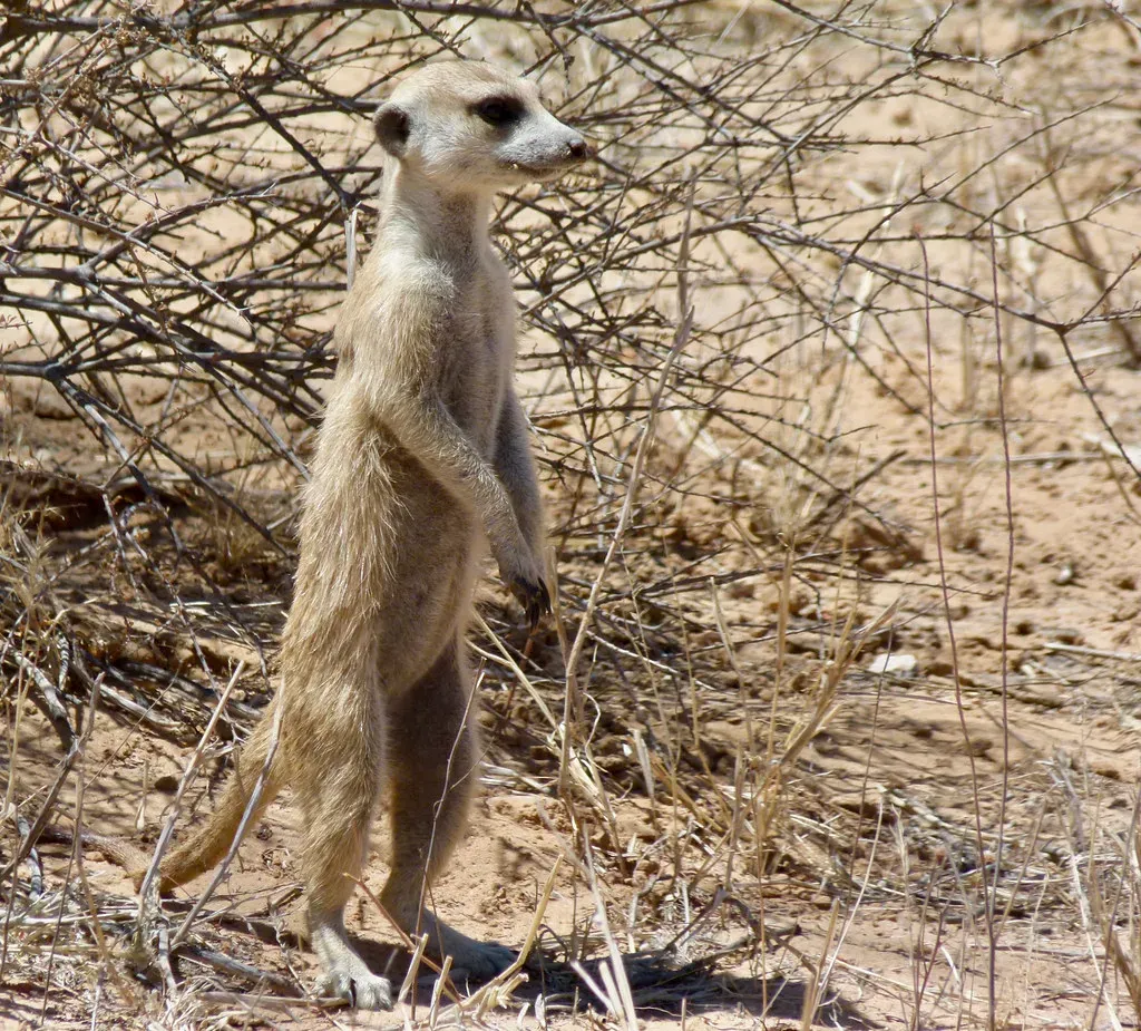 Sentinels, Babysitters, And Bodyguards: Cooperation In Social Mammals (Bernard DUPONT, Flickr, CC BY-SA 2.0)