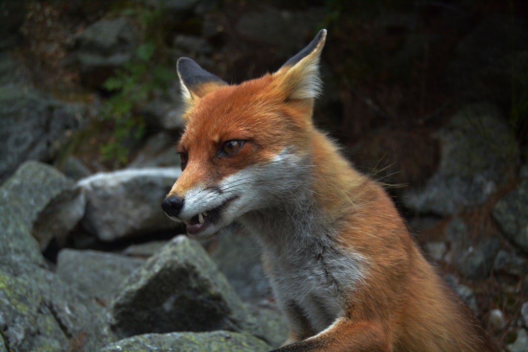 Sagittarius: Red Fox (Image Credits: Unsplash)
