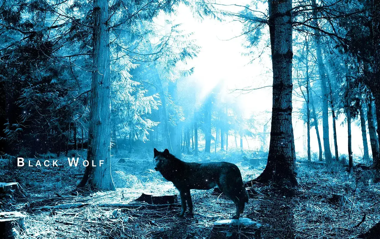 Working With The Black Wolf Spirit In A Grounded Way (Image Credits: Pixabay)