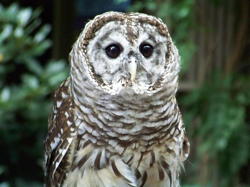 Virgo: The Wise Owl (Image Credits: Flickr)