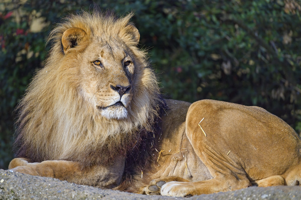 Leo: The Majestic Male Lion (Image Credits: Flickr)