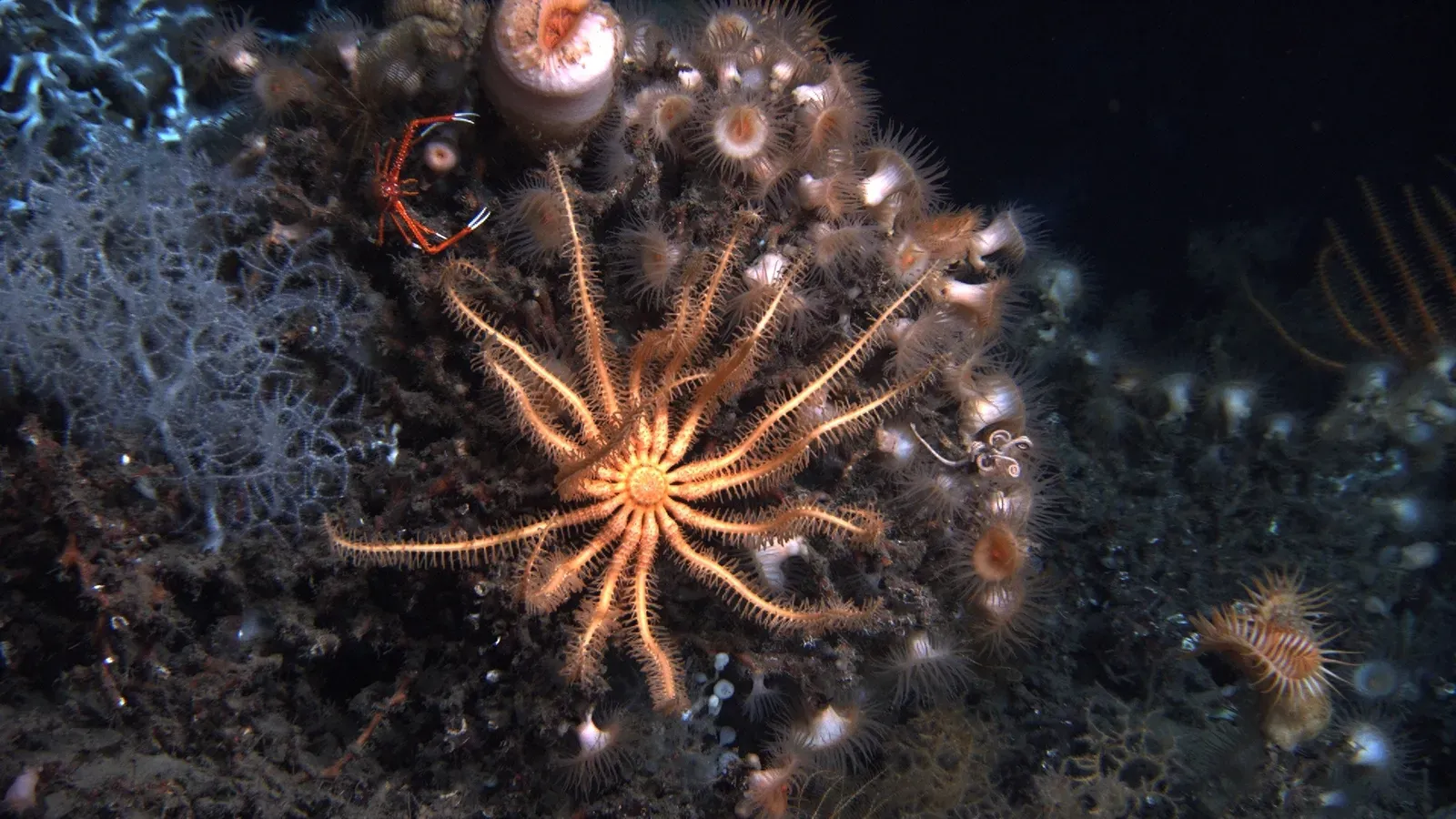 #8 A Lone Deep-Sea Starfish with Unusual Arms (expn1277, Public domain)