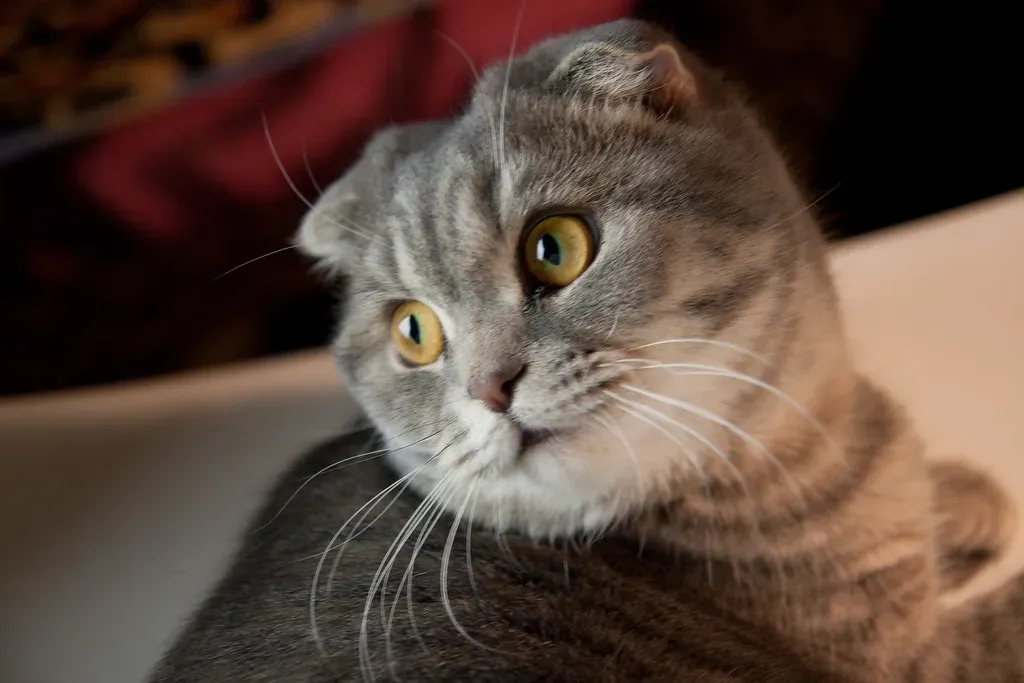 Cancer’s Gentle Reflection: The Scottish Fold (Image Credits: Flickr)
