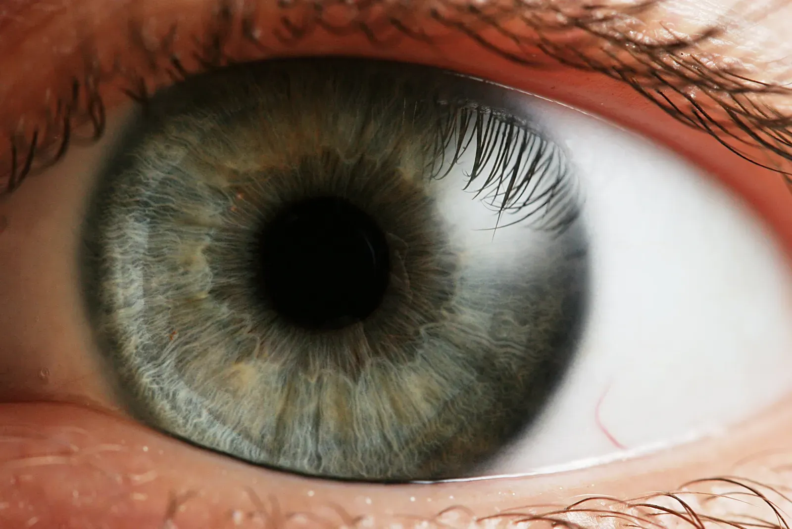 Seeing With New Eyes: How You Can Engage With Your Own Perception (Image Credits: Wikimedia)