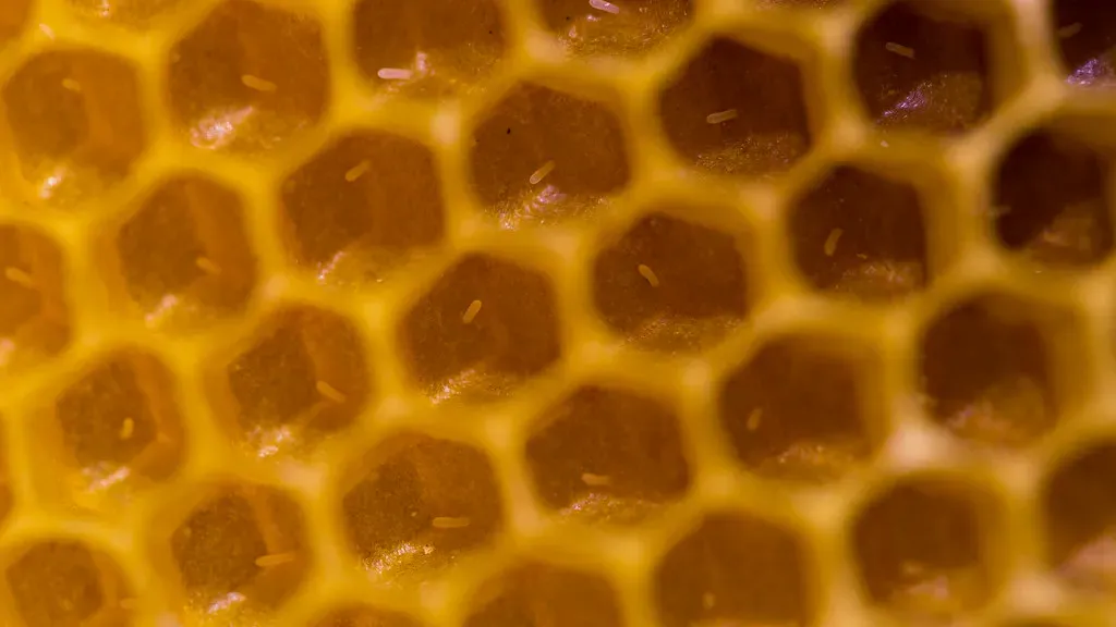 The Honeycomb and the Hexagon: Tessellations in the Wild (prilfish, Flickr, CC BY 2.0)