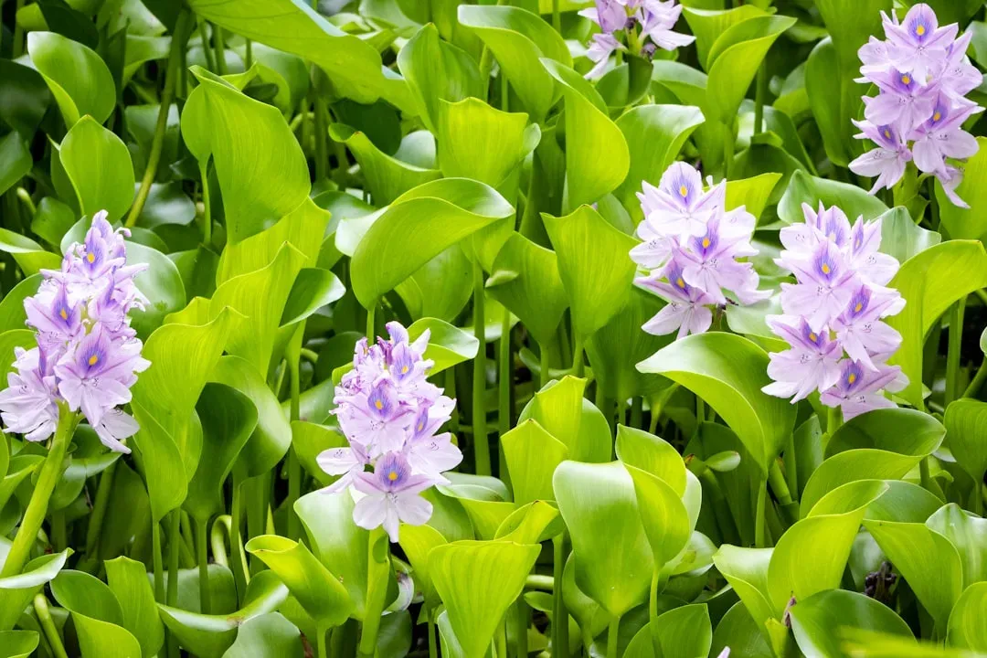 The Plant That Clones Itself Into Floating Forests: Water Hyacinth (Image Credits: Unsplash)