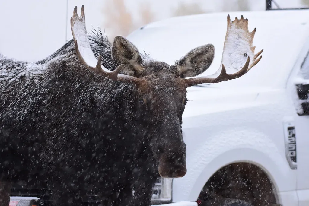 Special Situations: Cows With Calves And Bulls In The Rut (Image Credits: Flickr)