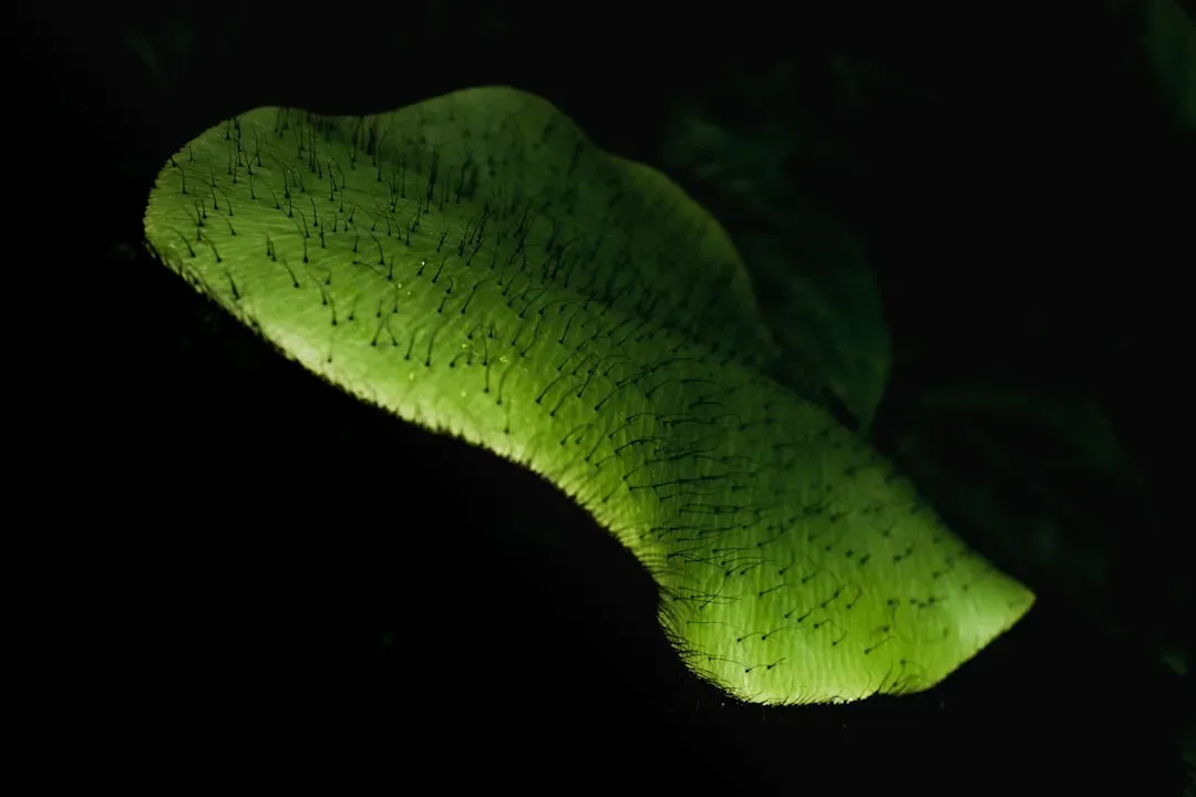 Biophotons: Plants May Communicate With Light Itself (Image Credits: Unsplash)