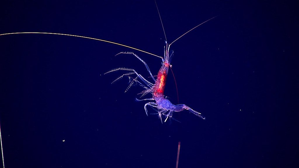 Deep-Sea Shrimp (Image Credits: Flickr)