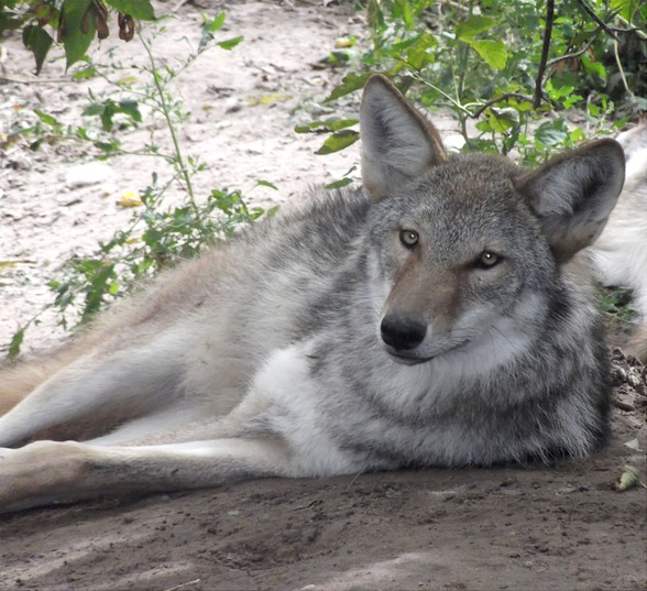 Coywolves - The Eastern United States' New Predator (Image Credits: Wikimedia)