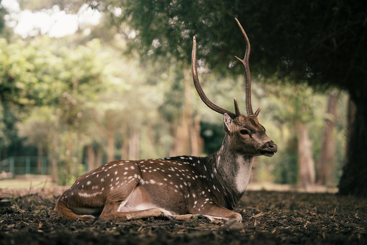 Connecting With Your Inner Animal Wisdom (Image Credits: Pixabay)